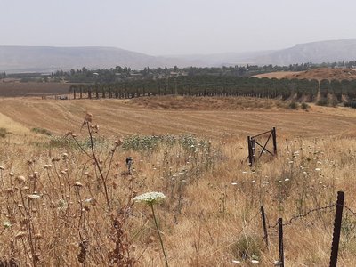 <p>The 'Ubeidiya site today is an expanse of grasses. Concealed from this view are slabs of fossilized pebbly clay, a source of ancient finds that have helped scholars learn about the journeys of <em>Homo erectus</em>.</p>