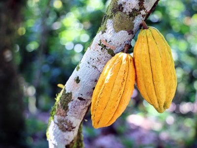 Cacao growing on a tree at Zorzal Cacao, the first farm certified by Smithsonian&#39;s new Bird Friendly cocoa program.