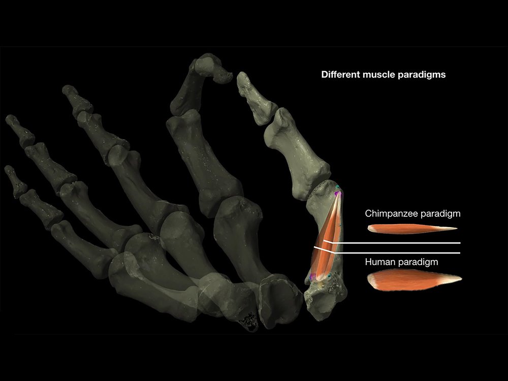 Human And Chimpanzee Thumb Muscles