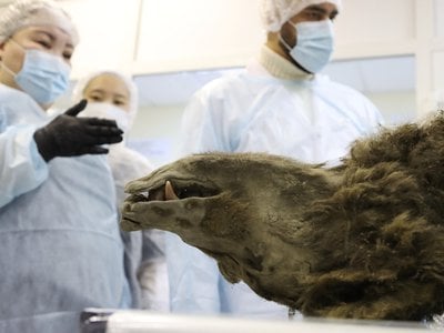 Scientists at&nbsp;North-Eastern Federal University in Russia conducted a necropsy, or animal autopsy, of the bear in late February.