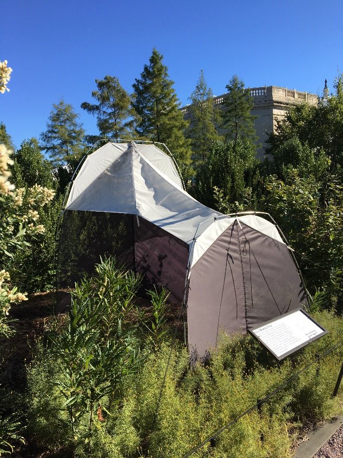 A tent in a garden behind a building.