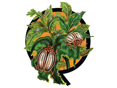 North American species like the Colorado potato beetle and the fall armyworm have become invasive elsewhere.