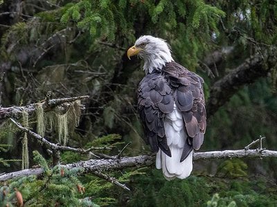 The area is home to about 500 residential eagles that attract visitors year-round, most especially in the fall when migrating birds up the count to historic highs of 3,000.