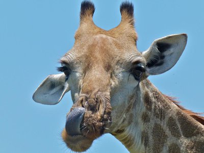 A giraffe skin disease was first described in the mid-1990s in Uganda and evidence of the disease has been spotted in numerous other countries, including Namibia, Zimbabwe and Botswana.