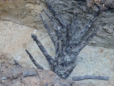 For the first time, researchers have discovered remnants of Roman-era wooden spikes meant to deter attackers.