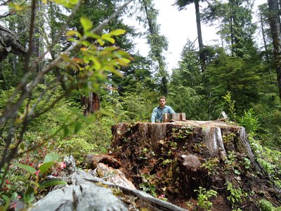 Torrance Coste of the Wilderness Committee illustrates the immensity of the missing Carmanah cedar in 2012.