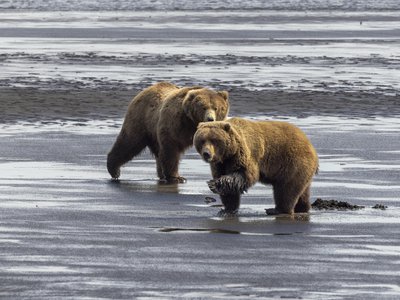 According to the National Park Service, 95 percent of U.S. brown bears live in Alaska.