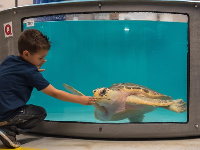 The new sea turtle tanks have one-way glass to minimize visitor impact on the animals.