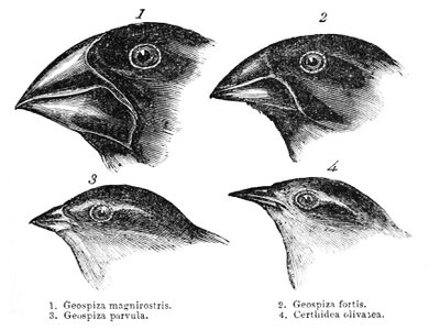 Ornithologist John Gould's illustrations of finches collected by Charles Darwin on the Galápagos Islands show the physical differences that the men relied on in dividing them into different species.                                    