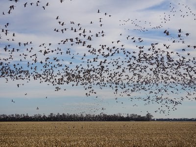 The birds gather by the thousands along the Platte River.