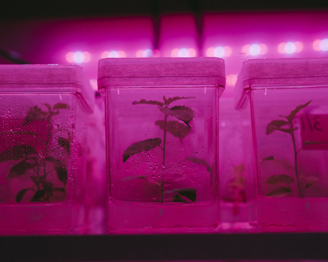 young trees in little plastic containers under pink light
