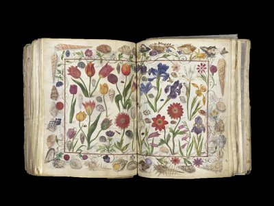 The Große Stammbuch contains 100 illustrations dated to between 1596 and 1647. This two-page spread depicts flowers, insects and shells. 