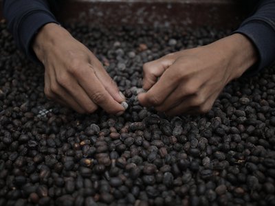 A worker sorts coffee beans at the Lamastus Family Estate farm in Boquete, a region known the world over for its coffee varieties.