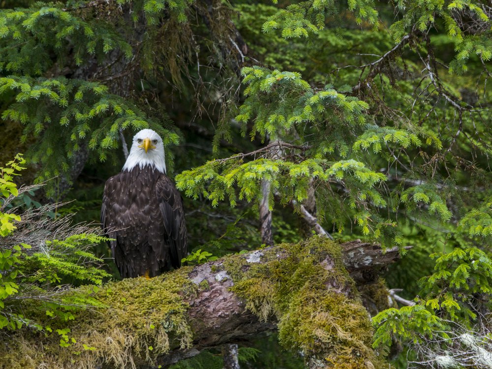A bald eagle sits on a moss-covered tree in Tongass National Forest