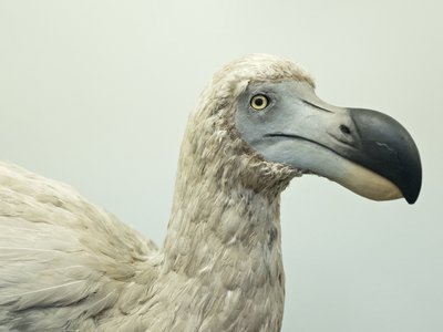 The dodo, now extinct, weighed about 50 pounds, had blue and grey feathers and couldn&#39;t fly.