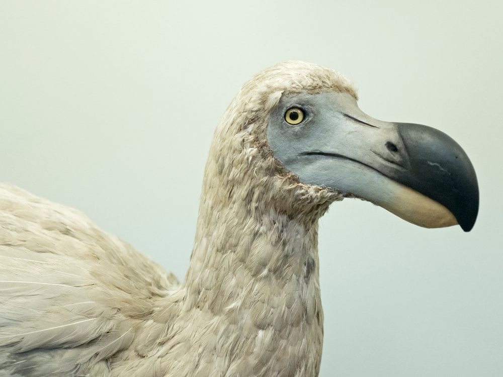 A reconstruction of the extinct dodo bird