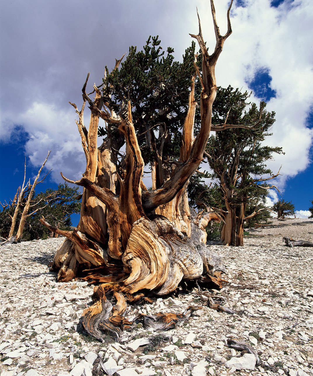 Great Bristlecone Pine