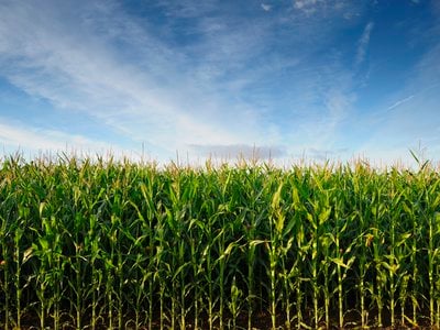 Under the right conditions, researchers say, some crop yields could increase by 50 percent or more.