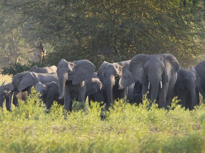 <p>Poaching was amplified during Mozambique’s civil war between 1977 to 1992 to finance the war efforts. Elephant population numbers dropped from 2,500 individuals to around 200 in the early 2000s.<br />
 </p>