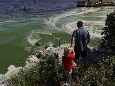A father shows his son the awful-smelling algae hugging the shoreline of the St. Lucie River during a summer bloom in Stuart, Florida, in 2016. The algae fouled coastal waterways, created angry communities, closed beaches and had an economic impact as tourists and others were driven away by the smell and inability to enjoy the waterways.