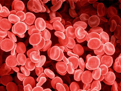 Human red blood cells at 1,000 times magnification.&nbsp;