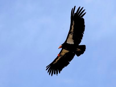 A California condor flies through Marble Gorge, east of Grand Canyon National Park in 2007