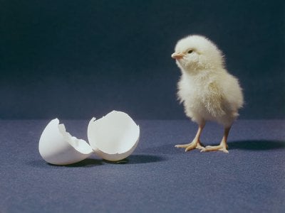 A just-hatched chick stands next to its egg.