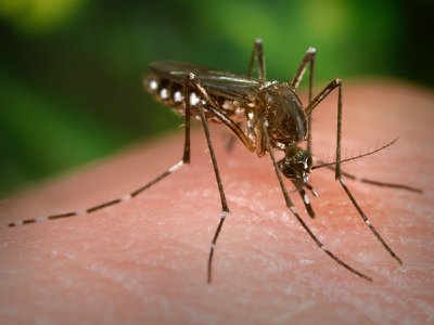 The yellow fever mosquito, Aedes aegypti, spreads dengue fever, Zika, chikungunya and other viruses that infect humans.