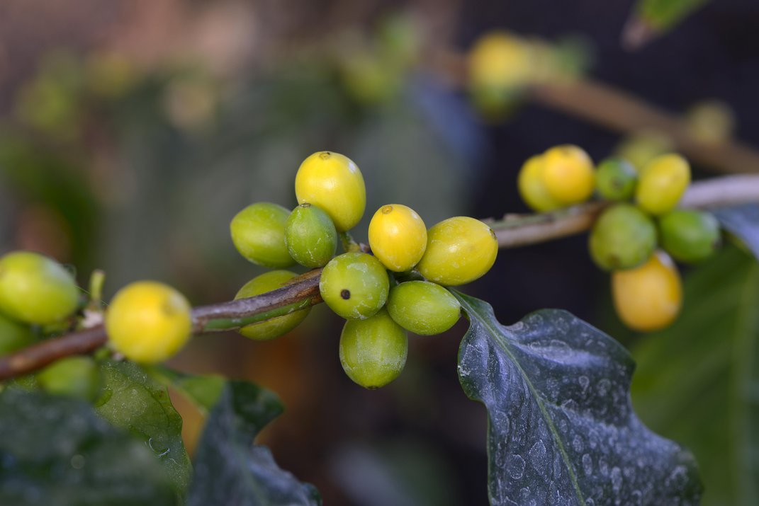 Coffea stenophylla