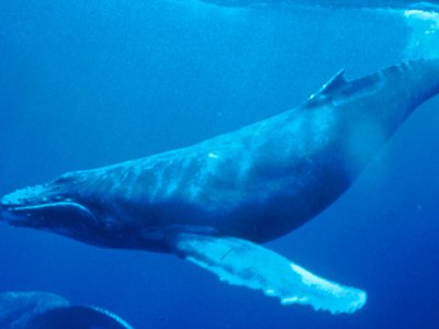 Out of 250,000 known marine species, scientists suspect all 126 marine mammals emit sound.