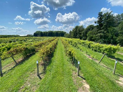 An experimental vineyard at Cornell AgriTech&rsquo;s McCarthy Farm in Geneva, New York, where researchers are studying hybrid grapes