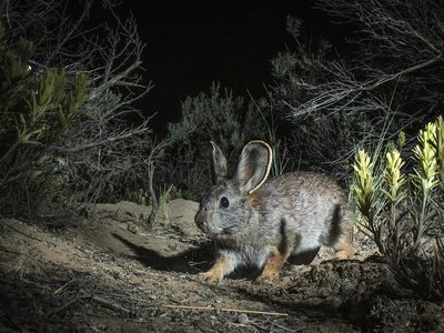 The Columbia Basin pygmy rabbit relies on sagebrush for food and shelter, but the shrub has nearly disappeared. It&#39;s also slow to regrow: it takes about two decades, or ten pygmy rabbit lifetimes.

