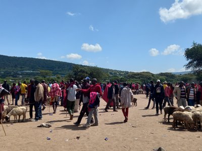 People wander a livestock market near the Masai Mara, chatting and examining the sheep and goats. Photo courtesy of Cindy Obath