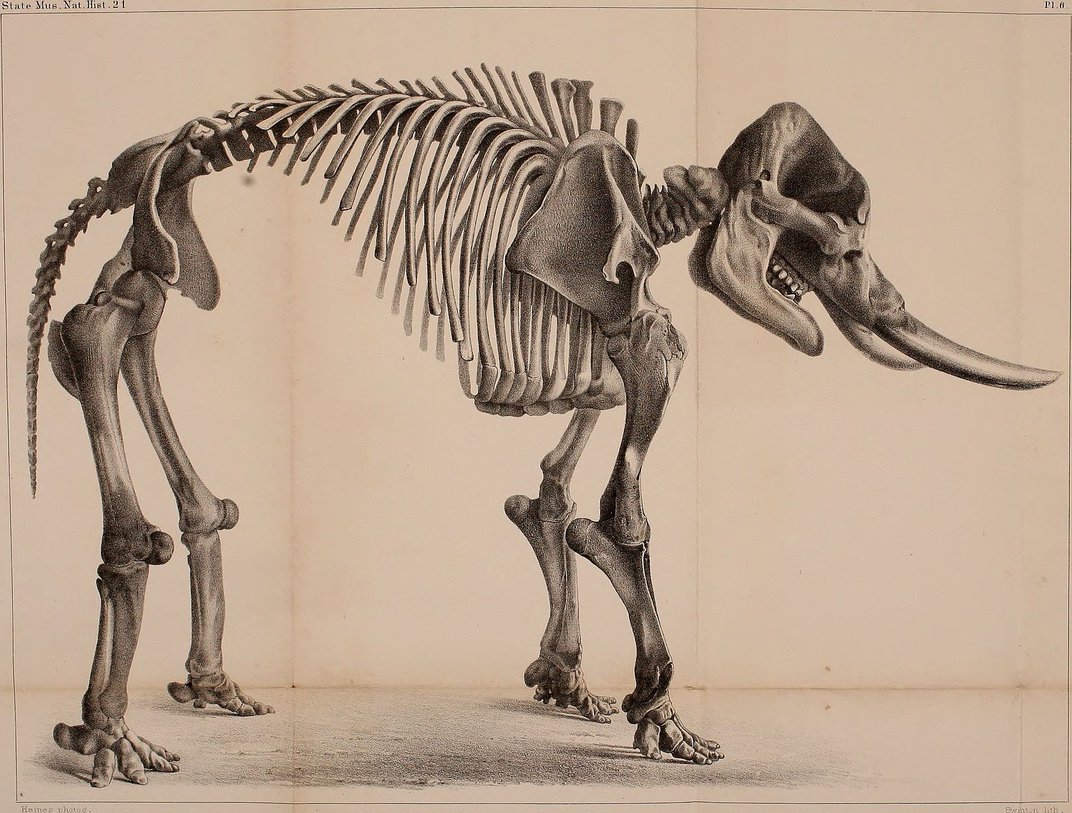 A 19th-century drawing of a mastodon fossil