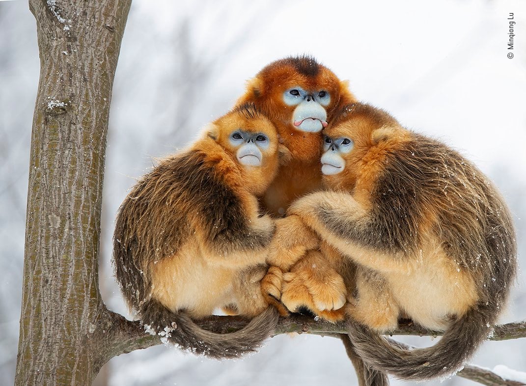 three monkeys on a tree branch huddle together in the snow
