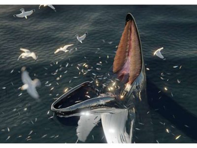 A digital reconstruction of a humpback whale trap feeding, a behavior with striking similarities to the feeding habits of the &quot;hafgufa&quot; described in medieval Norse texts.