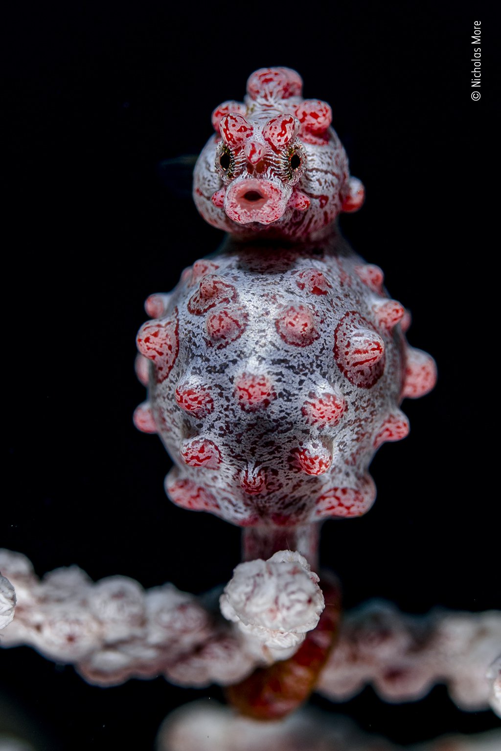 white seahorse with red bumps faces camera