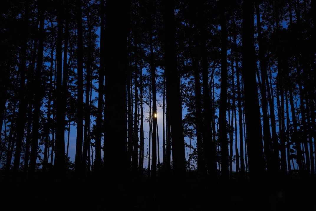 the moon shines through trees at dusk
