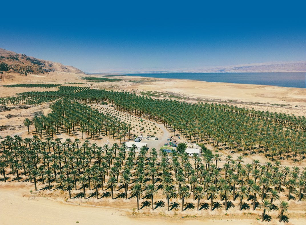 Date orchards near the Dead Sea