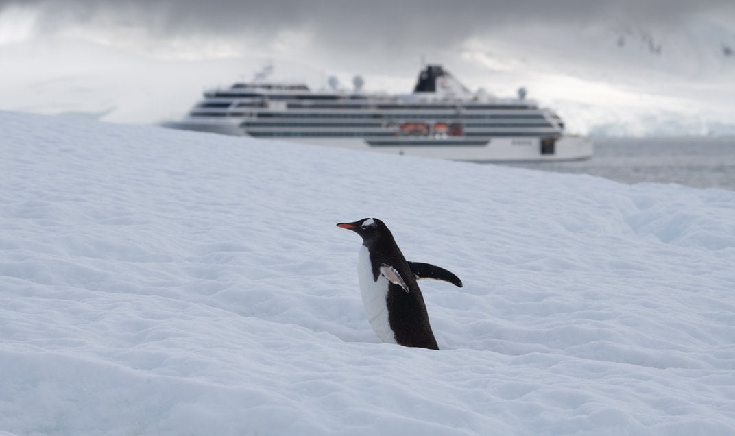Penguin walking across snowy hill with cruise ship in the background