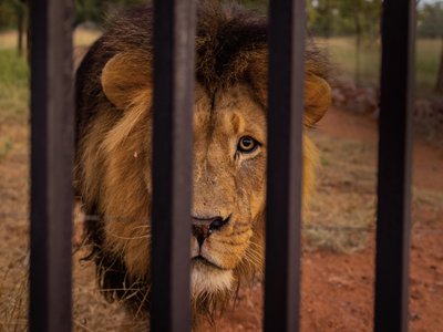 A captive-bred male lion at Warthog Safaris in Limpopo, South Africa. The breeding facility is one of an estimated 260 in the country.