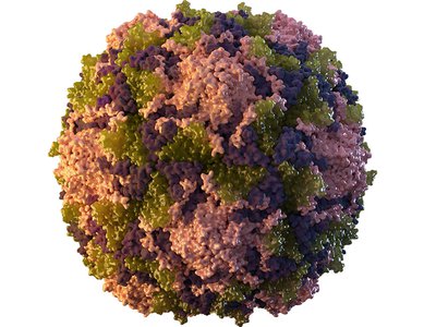 An illustration of the poliovirus, which causes polio