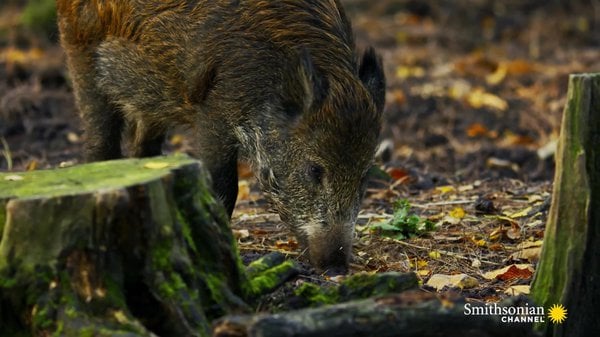 Preview thumbnail for This Wild Boar Female Is the Decision-Maker in Her Herd