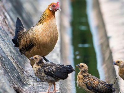 Red junglefowl, ancestors of wild chickens, are known to mix with domestic birds.