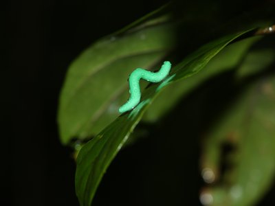 Thousands of clay caterpillars, like this one glued to a leaf in Hong Kong, were used to measure how often predators are eating insects around the world.