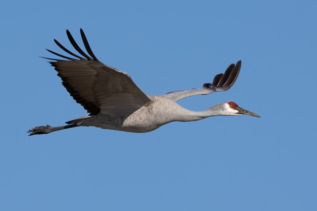 Sandhill crane in flight