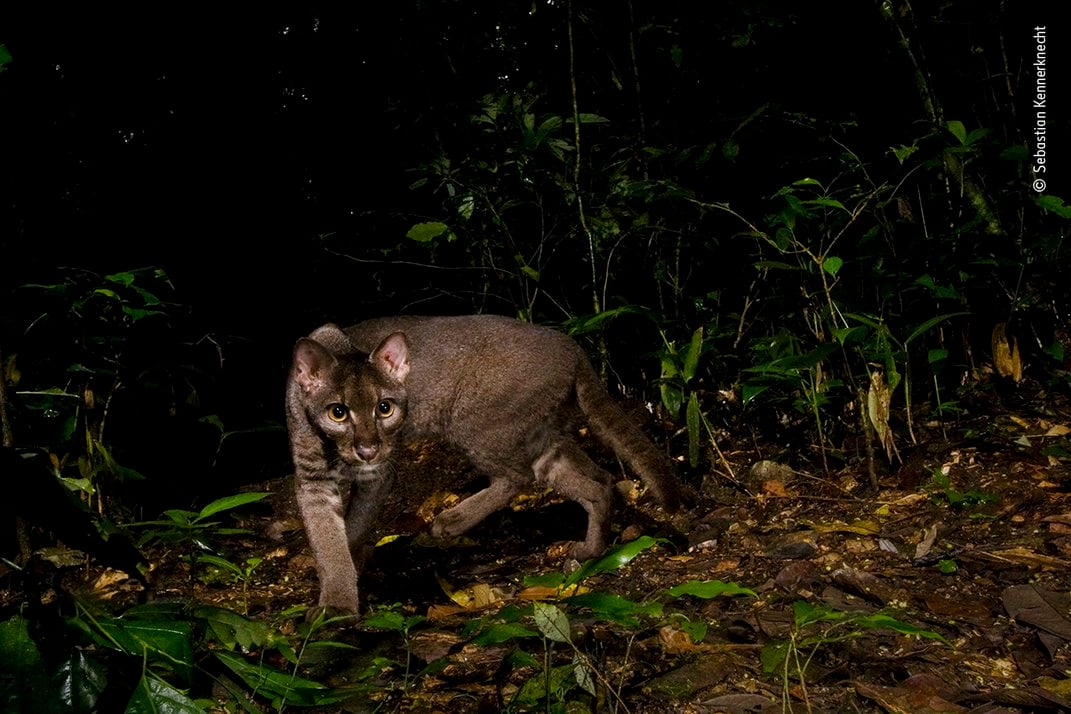 a brown cat in foliage at night