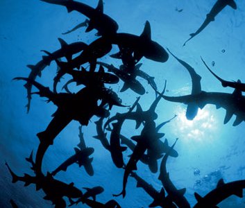 Some mostly solitary species (such as these whitetip reef sharks near Costa Rica) gather to feed or mate.