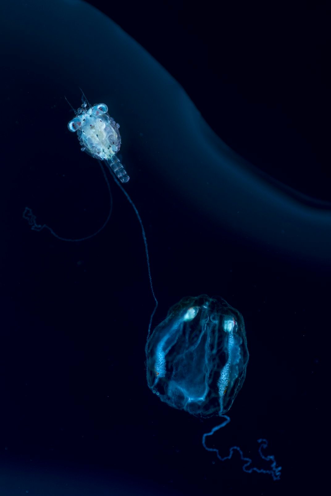 Tentaculated comb jelly