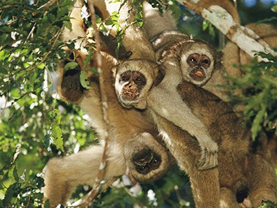 Unlike the chest-beating primates of popular imagination, Brazil’s northern muriquis are easygoing and highly cooperative.